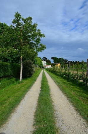 A rural dirt road flanked by greenery and a vineyard.