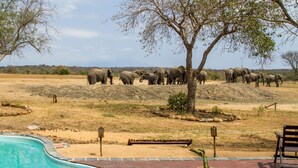 A pool area with a wooden deck, a potted plant, and a view of elephants in the background. - Tangala Safari Camp (Hoedspruit)