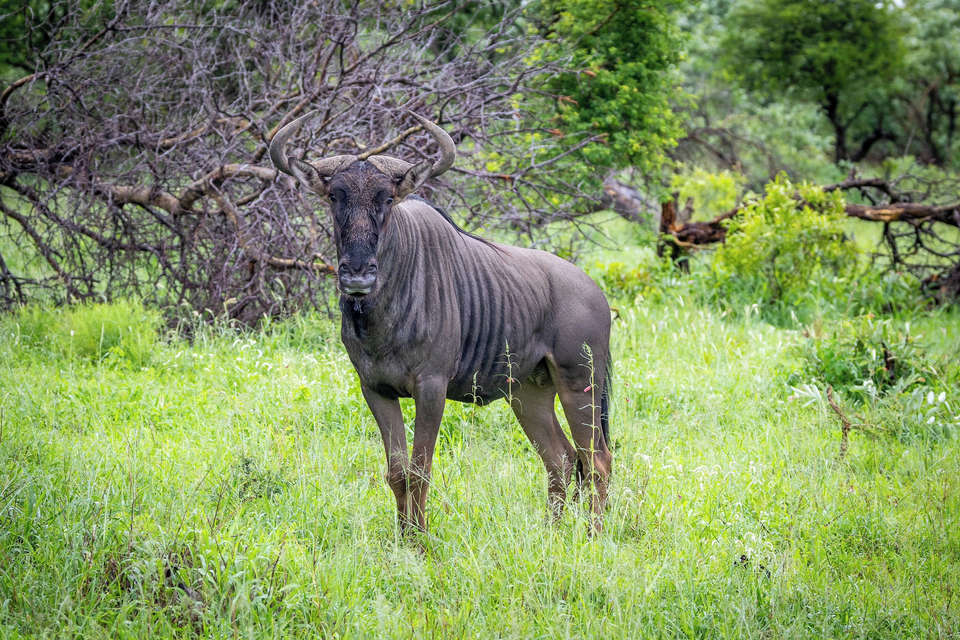 A kudu standing in a grassy field with trees in the background.