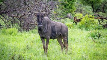 A kudu standing in a grassy field with trees in the background.