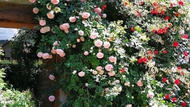 Un jardín con diversas plantas en flor, incluyendo rosas, plantas trepadoras y un comedero para pájaros.