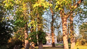 Ein Park mit hoch gewachsenen Bäumen, einer Rasenfläche und einem Gebäude im Hintergrund.