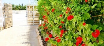 Punta Prosciutto Bed