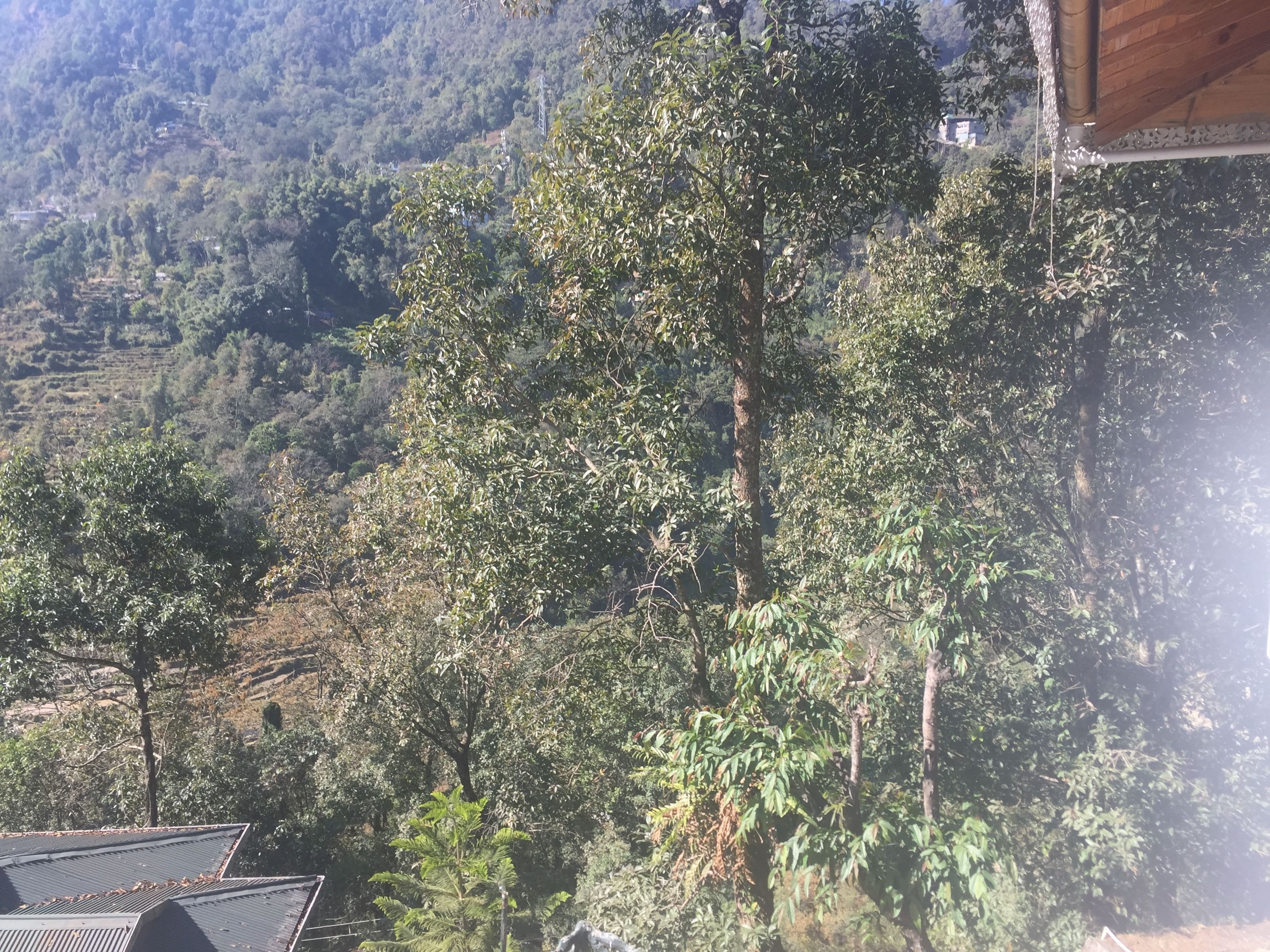 Une vue sur une région montagneuse, avec une forêt dense et un bâtiment doté d’un toit en pente.