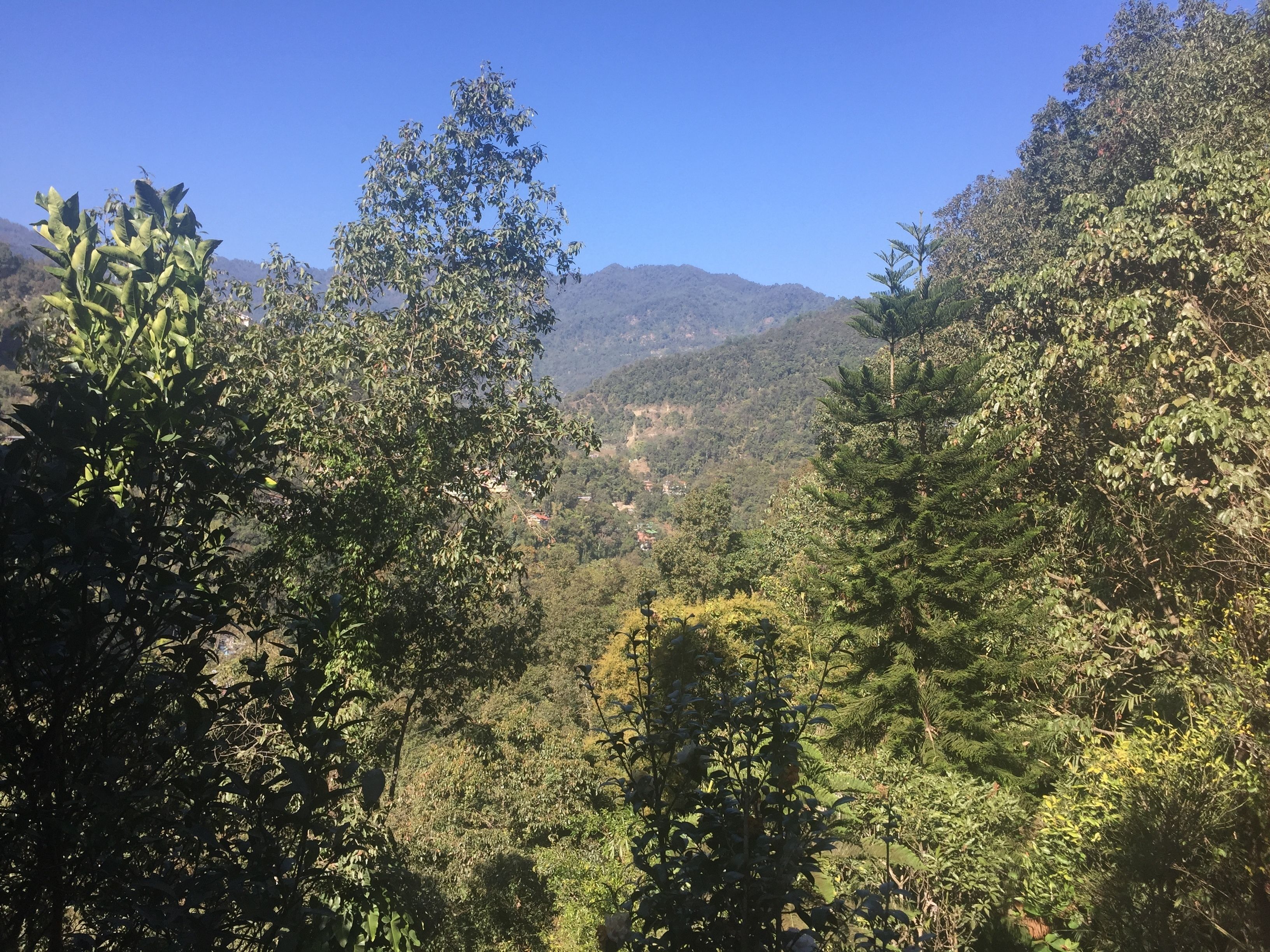Une forêt dense, avec une montagne en arrière-plan.