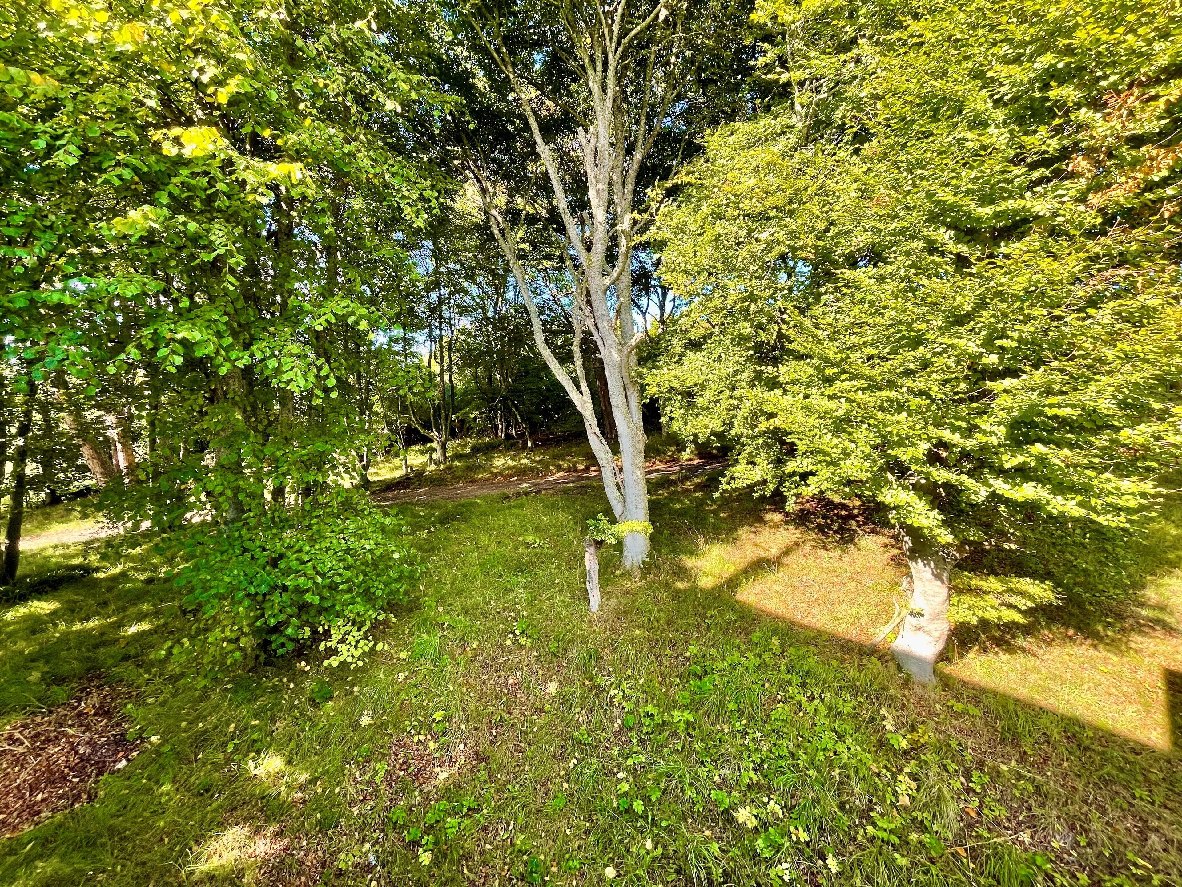 classic single room | garden view