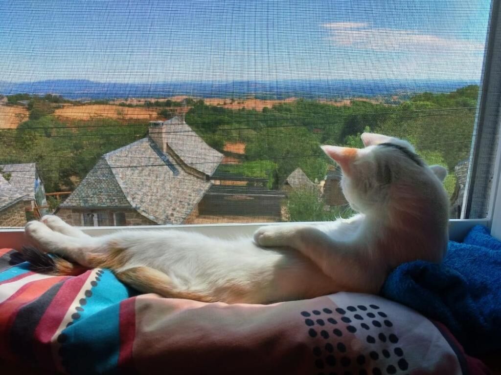 A cat lying on a bed with a view of a house and trees through a window.