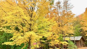 Escape to a serene cabin surrounded by vibrant fall foliage and lush trees.