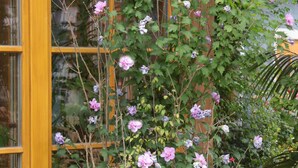 A building with a large window and a climbing plant with pink flowers. - Gasthaus Sindel-Buckel Herrenhaus (Feuchtwangen)