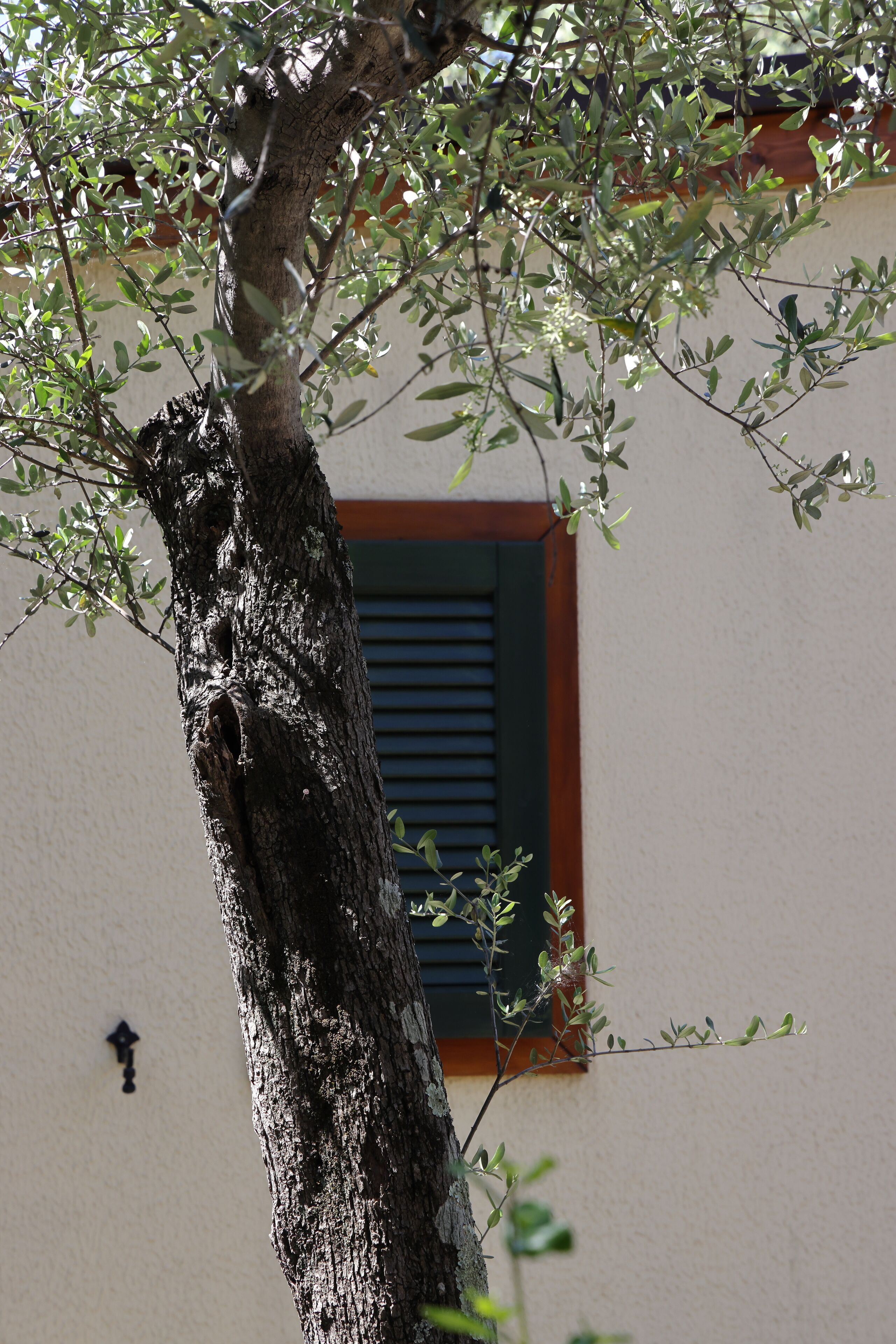 Un arbre avec une fenêtre et un mur.