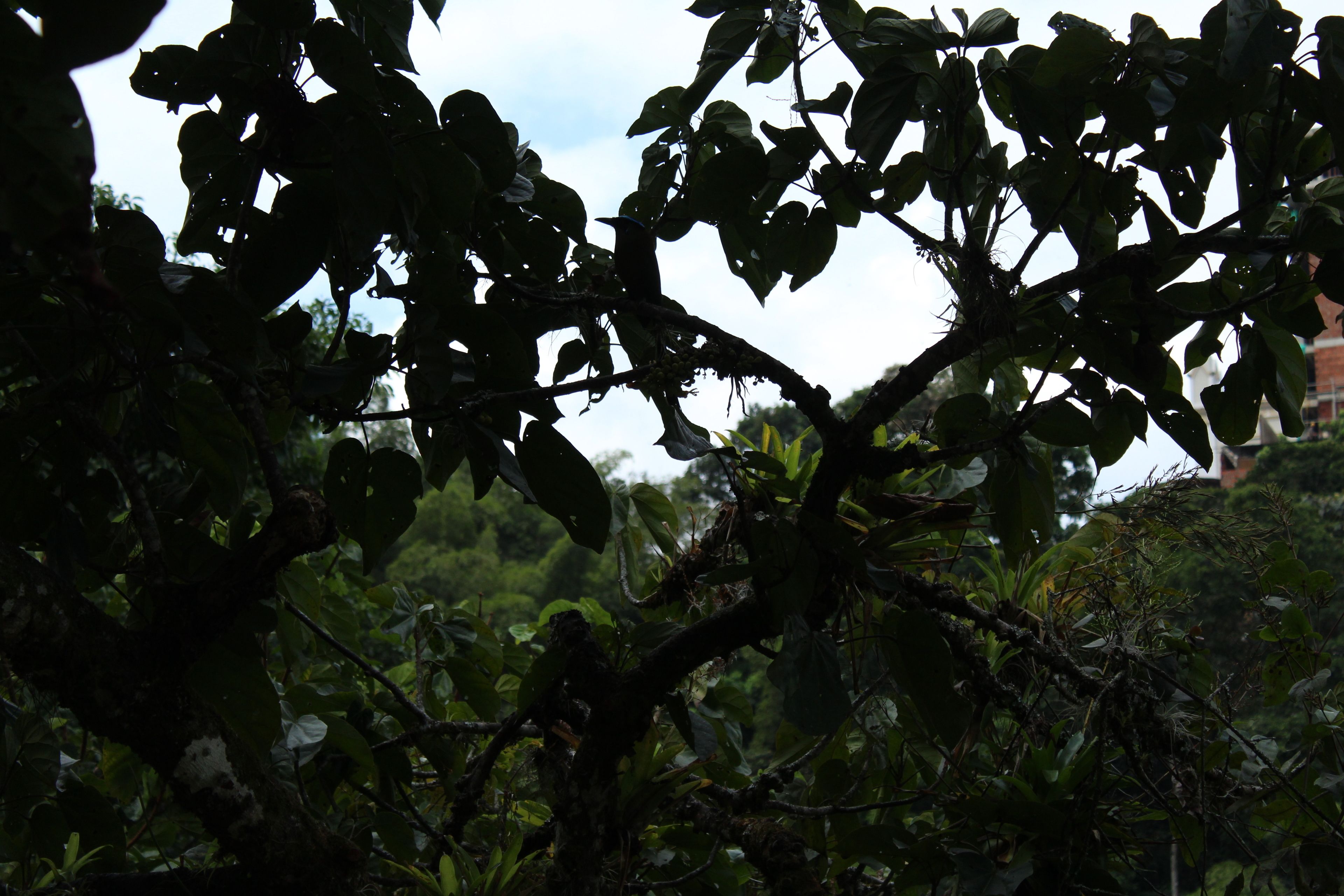 A dense cluster of trees with thick foliage, likely in a natural or forested area.