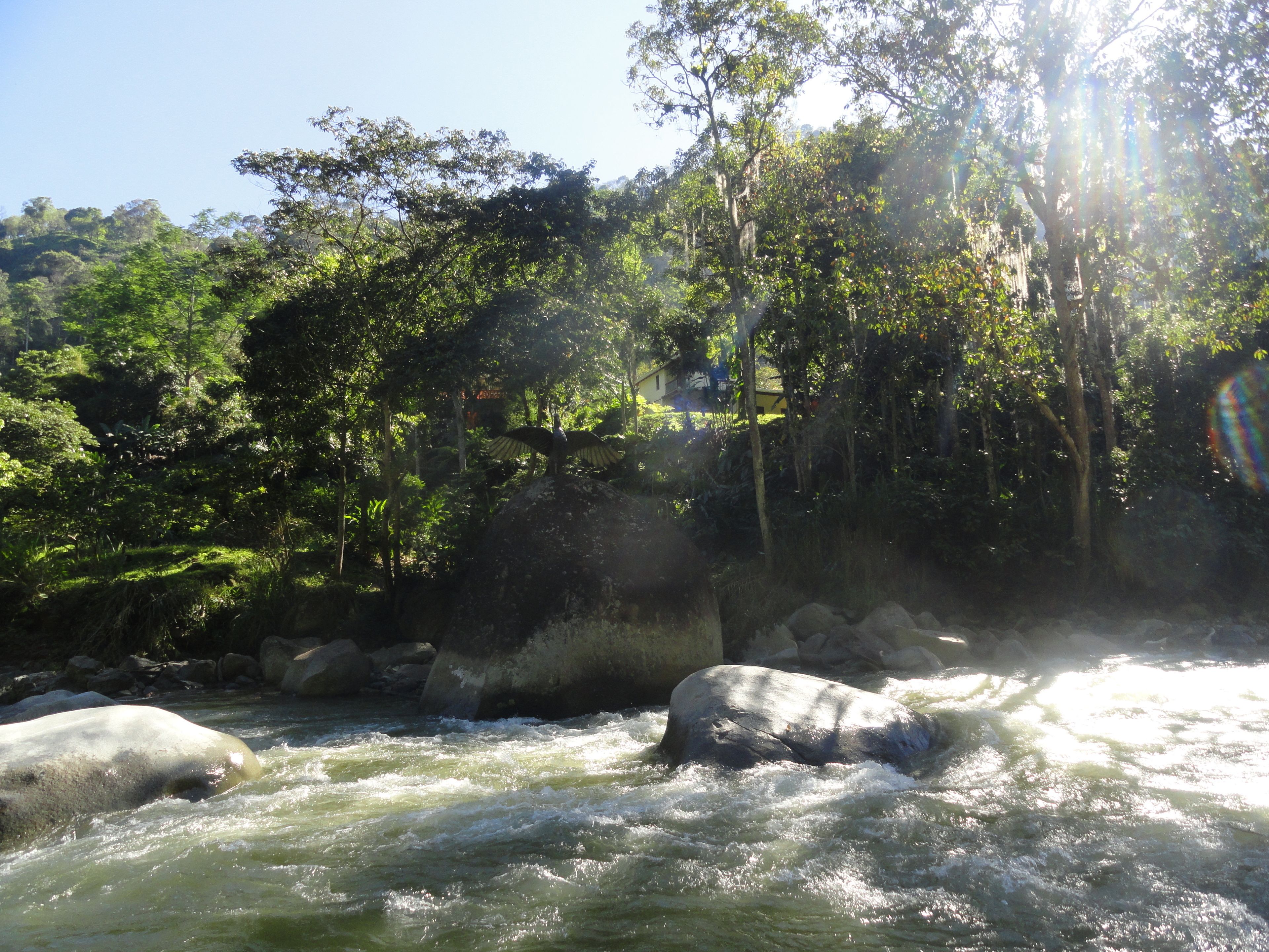 Un río con rápidos, rodeado de un bosque denso y rocas.