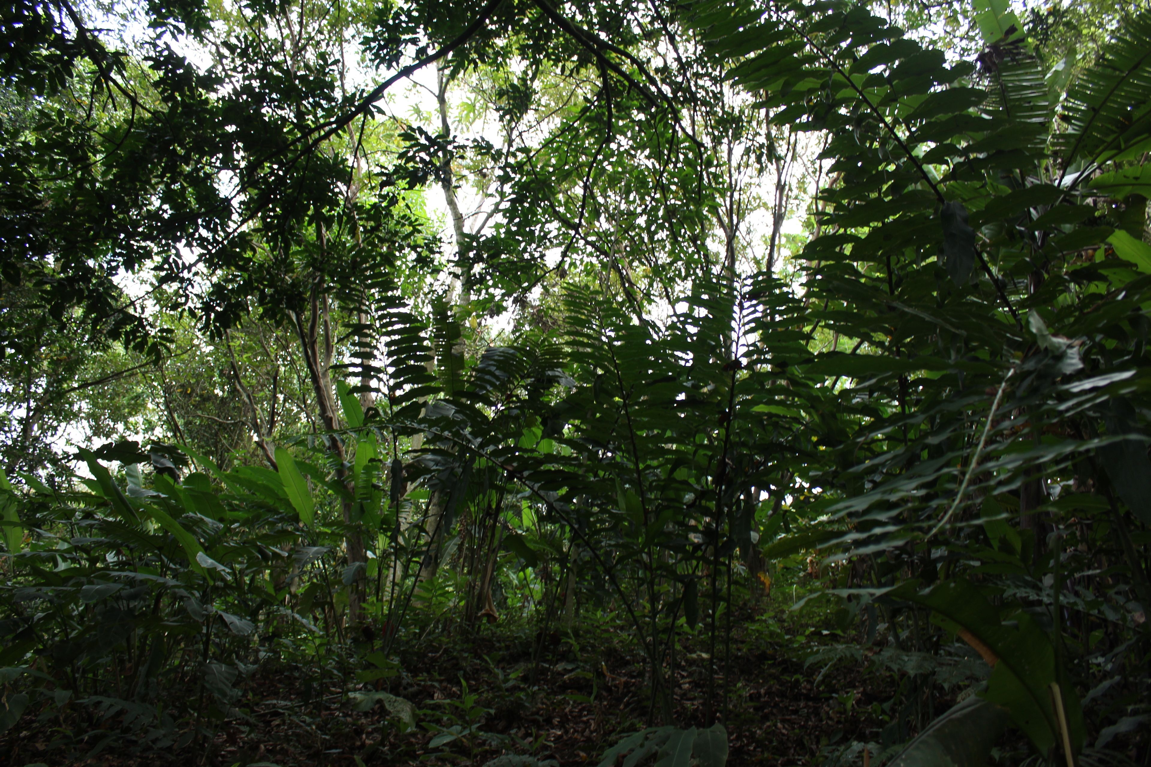 Un bosque denso con diversos tipos de árboles y sotobosque.