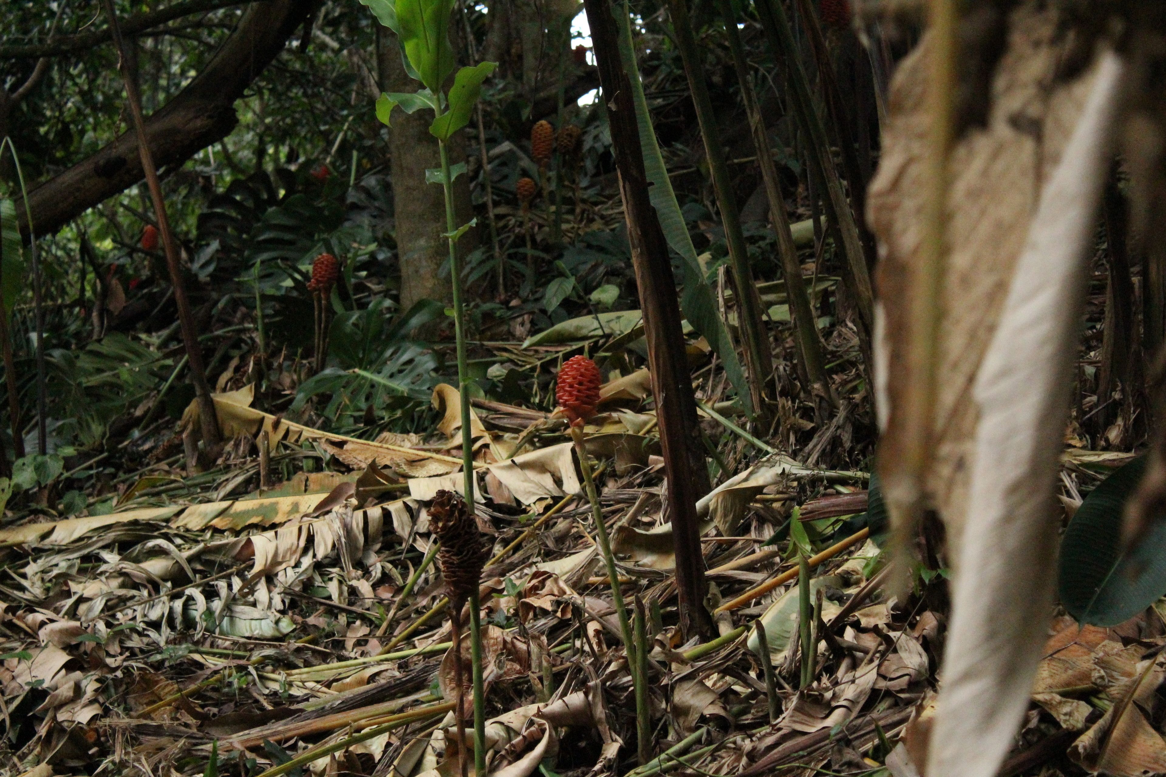 A dense forest floor with various plant species, including a prominent red flower and dried leaves.