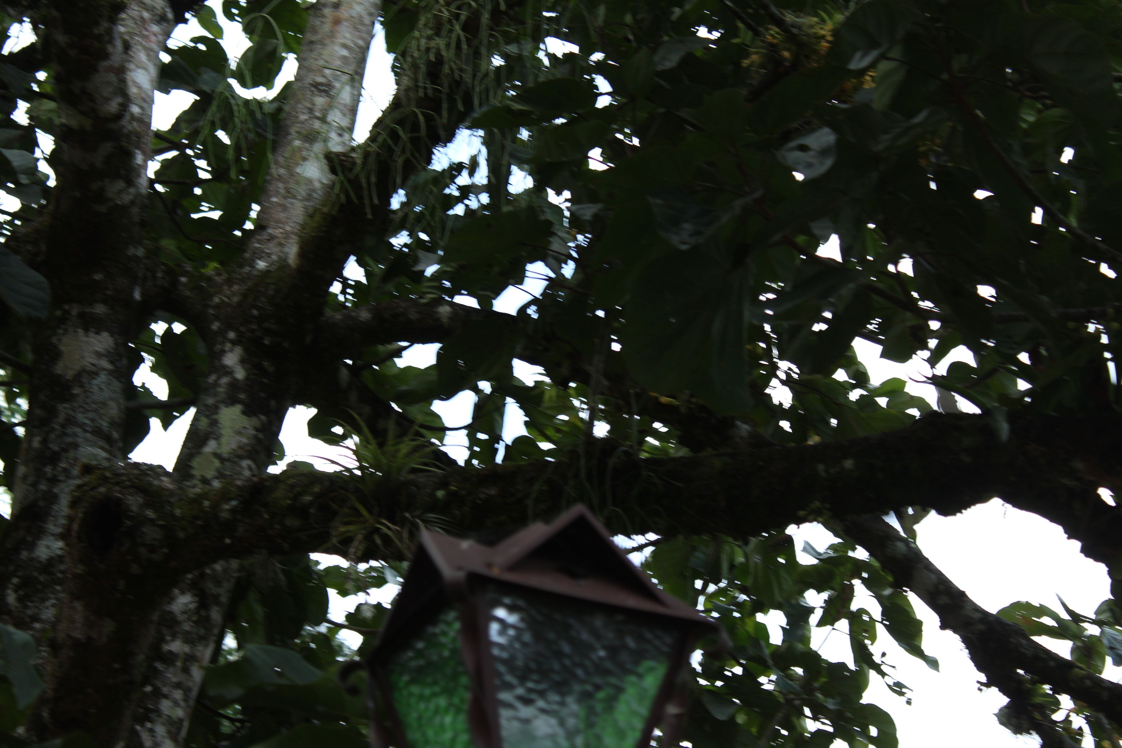 A tree with a hanging lantern.