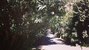 A pathway flanked by dense foliage, leading to a shaded area. - B&B Casetta Roma  (Rome)