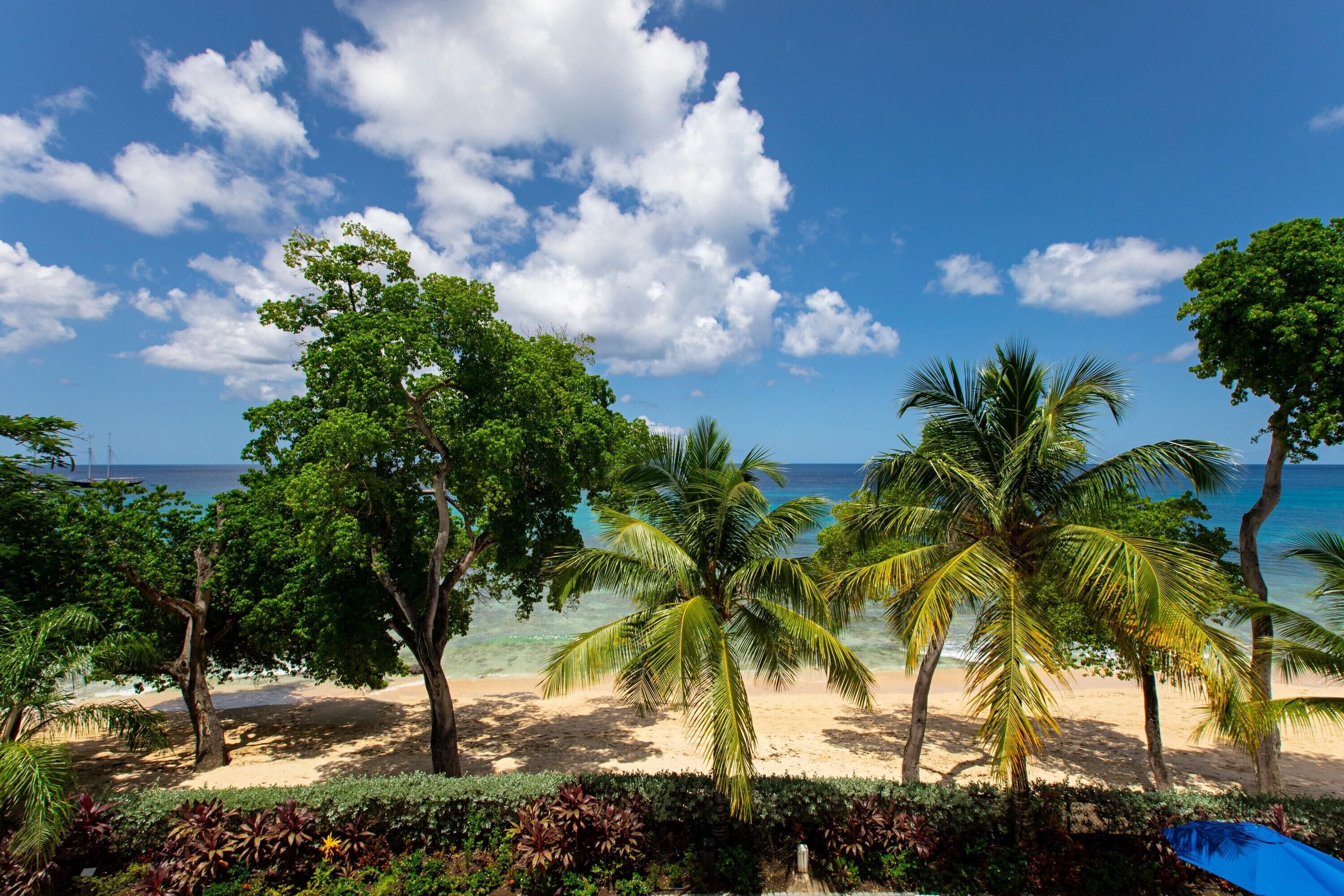 A beach with palm trees, a clear sky, and the ocean.