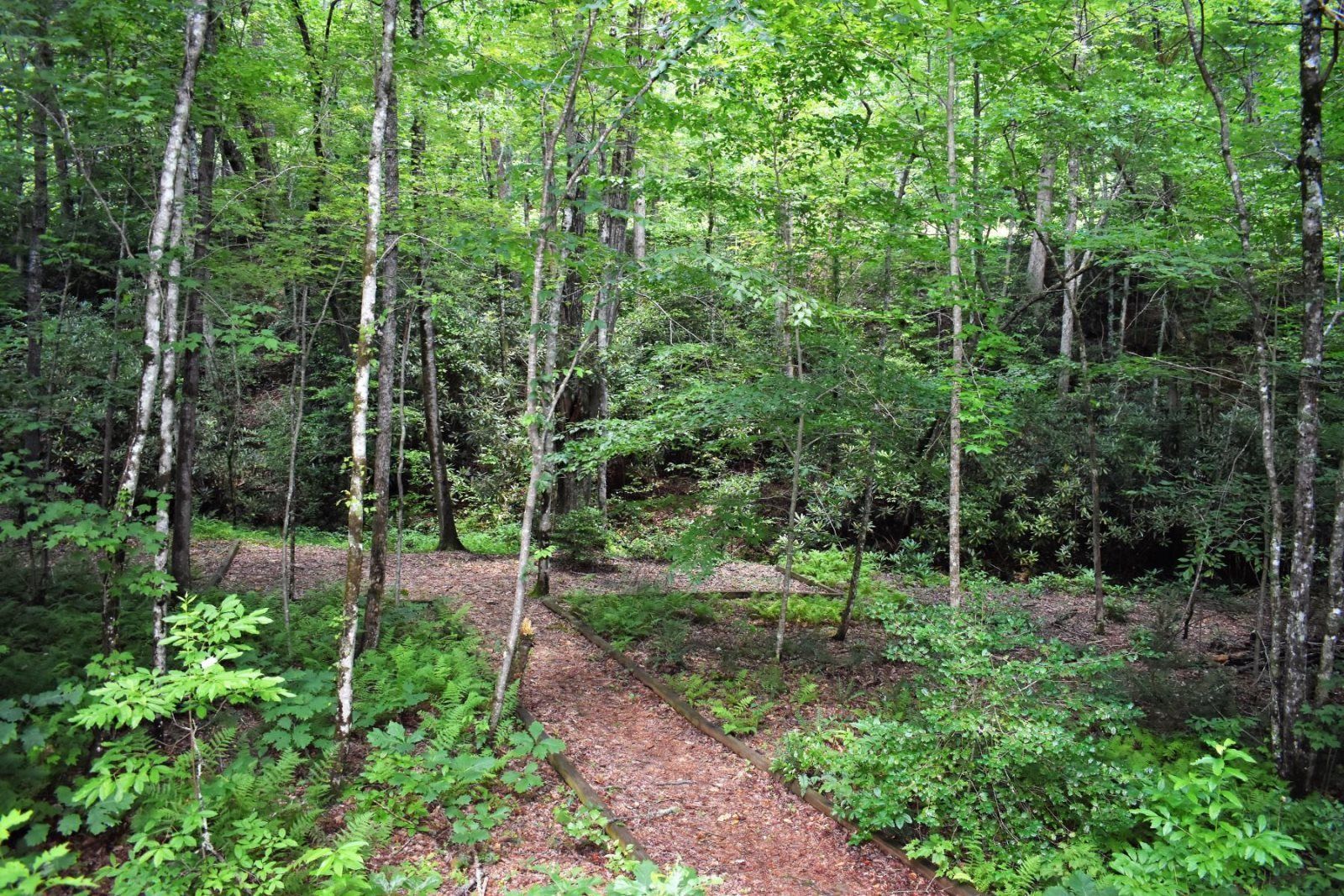 Une forêt dense, avec de grands arbres et un sentier de terre.