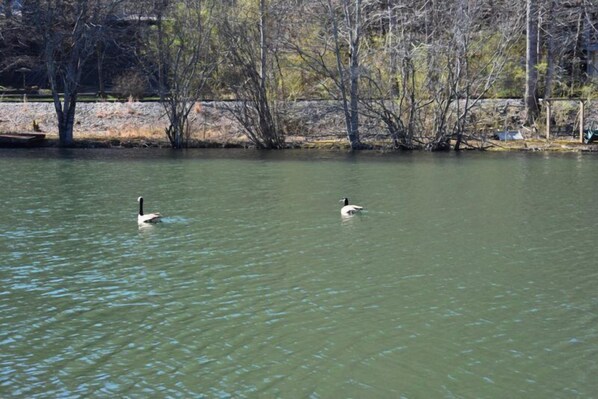 Deux cygnes nagent dans une étendue d’eau calme, avec des arbres et un mur de pierre en arrière-plan.