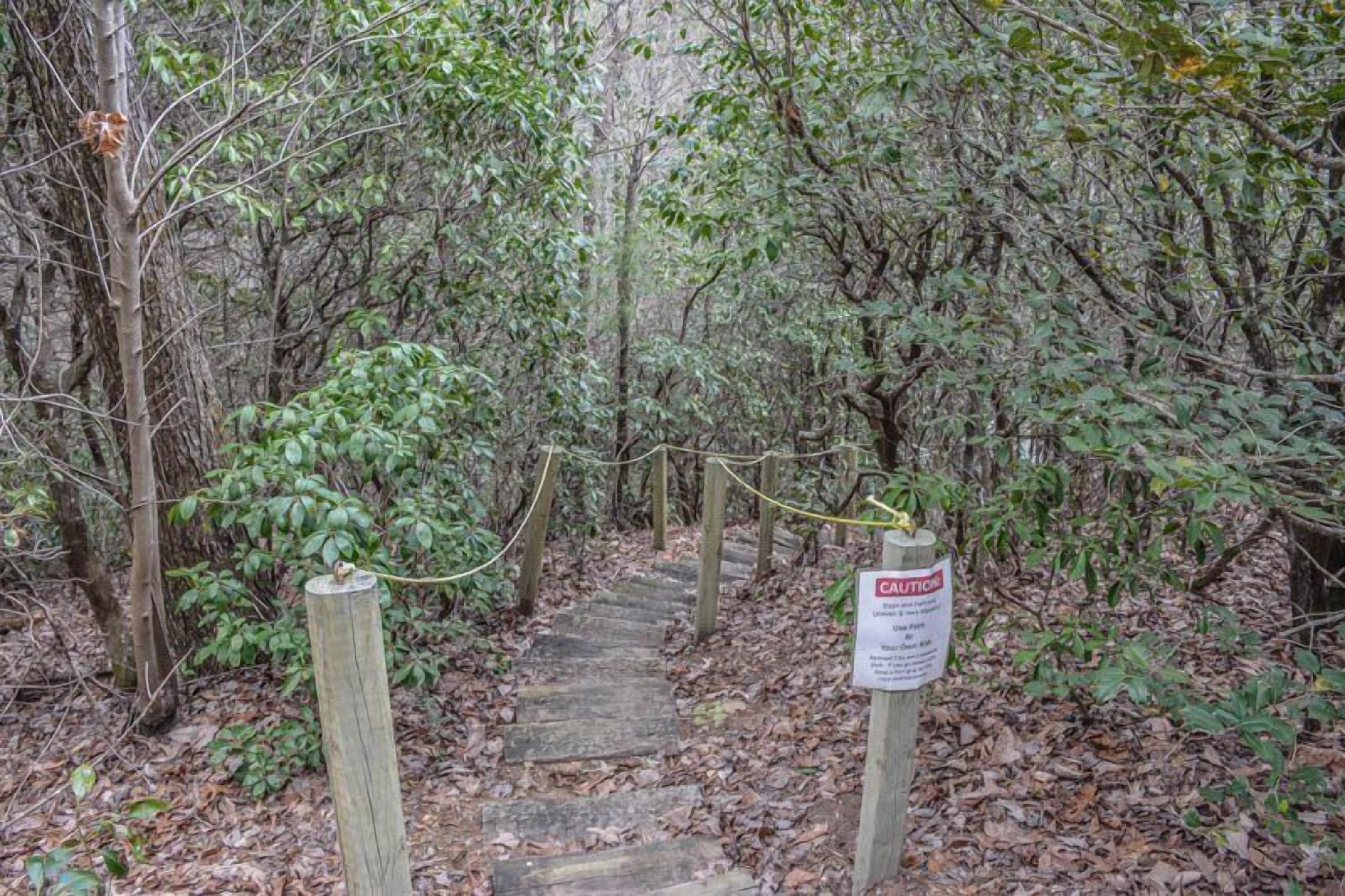A wooden staircase surrounded by dense foliage leading to a higher elevation.