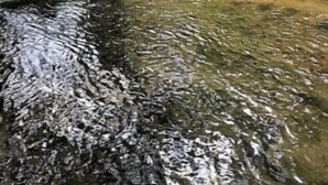 A clear stream with rocks and greenery in the background. - Mi Casa es su Casa (Blue Ridge)