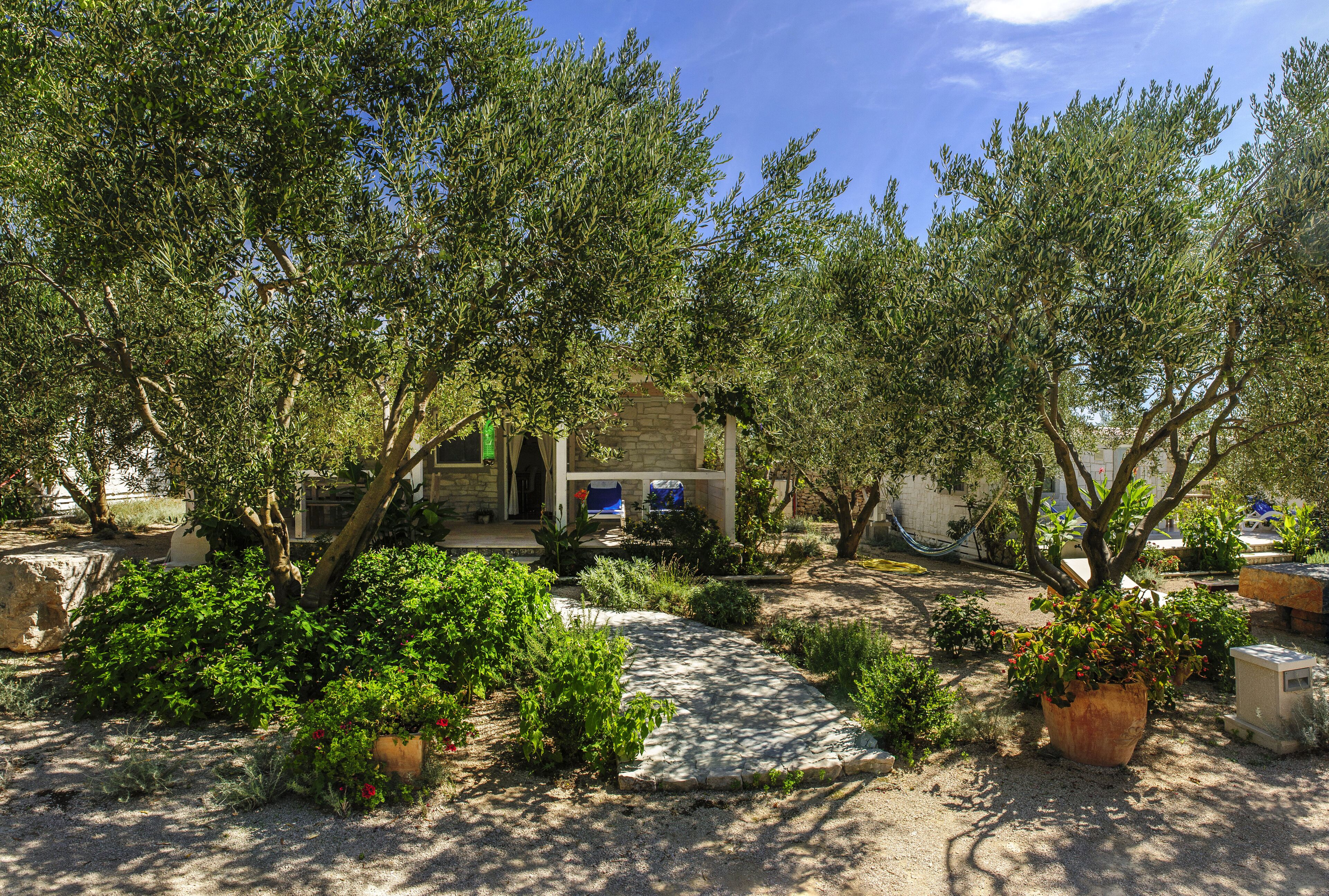 A stone house with a garden, surrounded by olive trees.