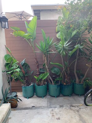 Plants thrive against a garden fence, surrounded by a bicycle and a concrete ground.