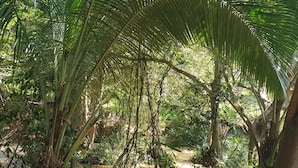 A dense tropical forest with various trees and undergrowth. - Jungle House Udawalawe Holiday Lodge (Udawalawa)
