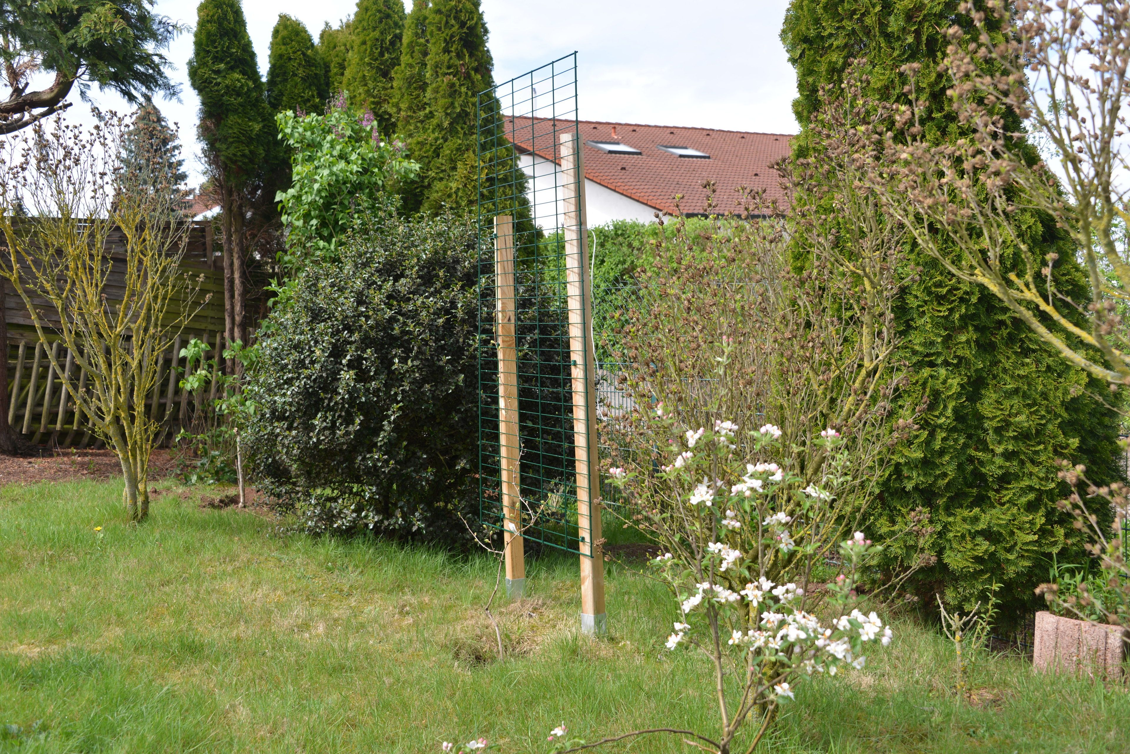 Un jardín vallado con diversos árboles y arbustos, incluyendo un árbol de hoja perenne alto y plantas con flores.