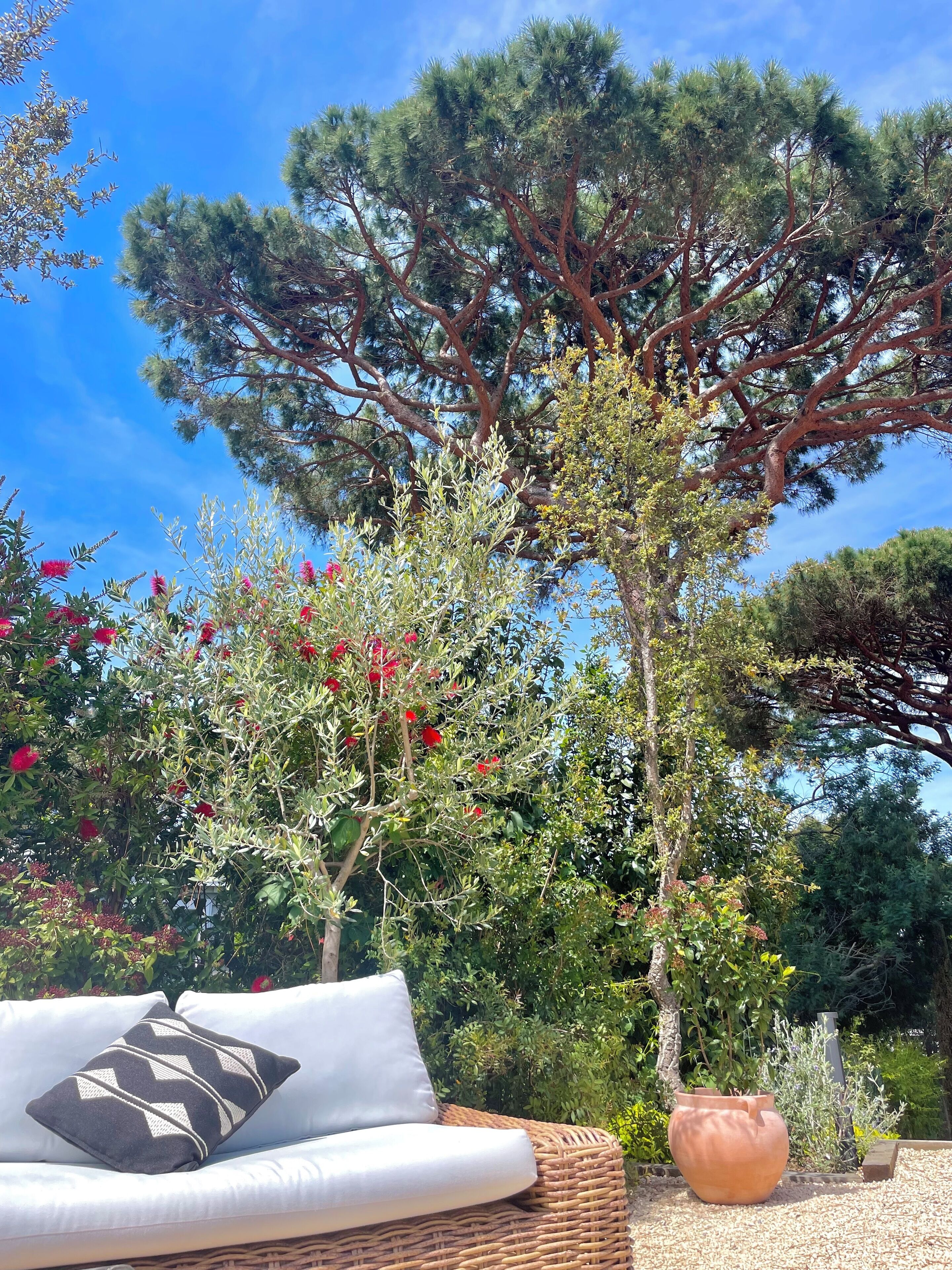 A wicker sofa with a patterned pillow, a terracotta pot, and a tree with red flowers.
