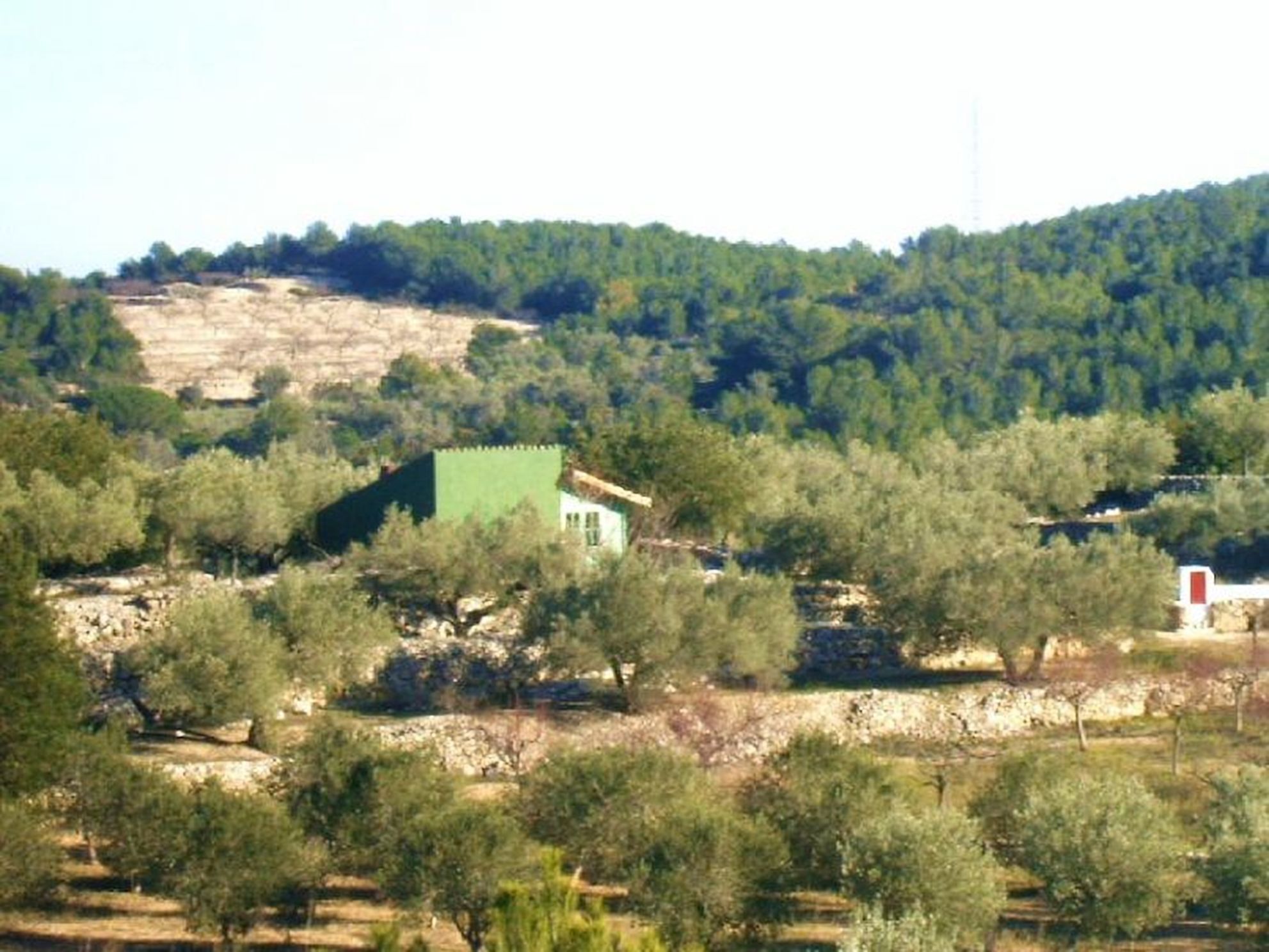 A rural landscape with a small building surrounded by olive trees and a hill in the background.