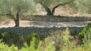 Des oliviers avec un mur de pierres en arrière-plan.