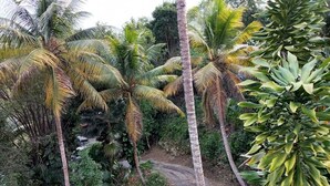 A tropical garden with palm trees and a winding path.