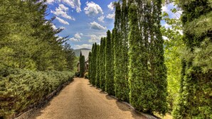 A gravel path flanked by tall, dense evergreen trees leading to a building with a sloped roof.