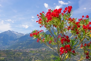 A mountain landscape with a town in the valley and a prominent red flowering plant in the foreground.