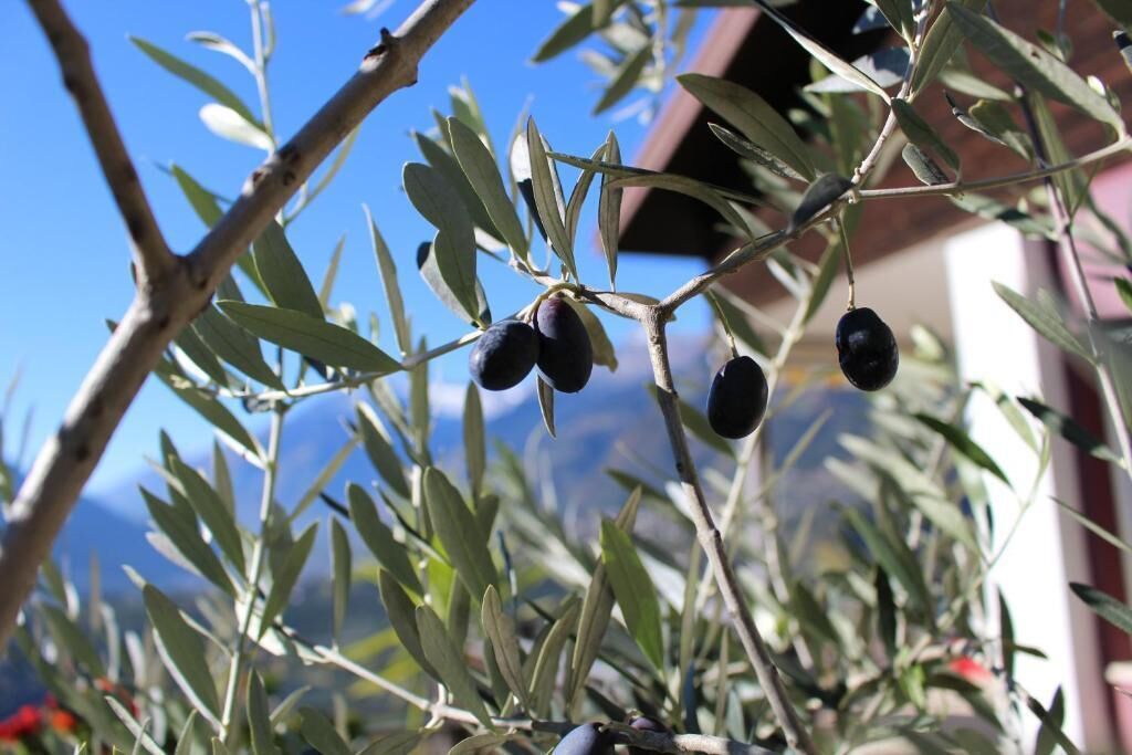 A branch of an olive tree with several olives.