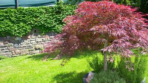 A garden with a red-leafed tree and a stone wall. - Schenna Garni Eden Bed & Breakfast (Schenna)