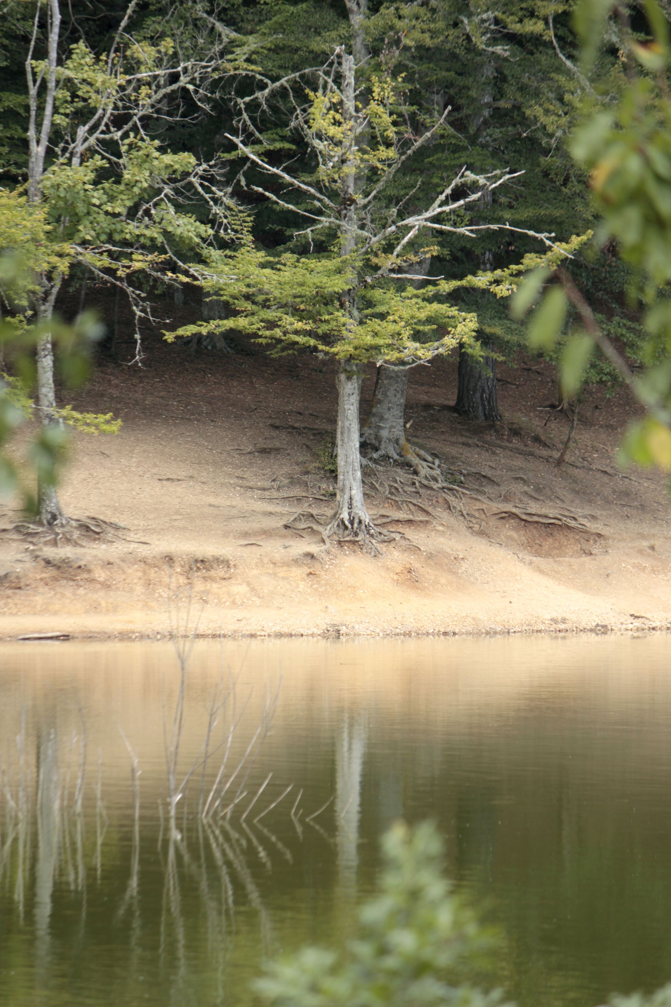 Cena serena à beira de um lago, com uma árvore imponente em primeiro plano, rodeada por uma floresta densa.