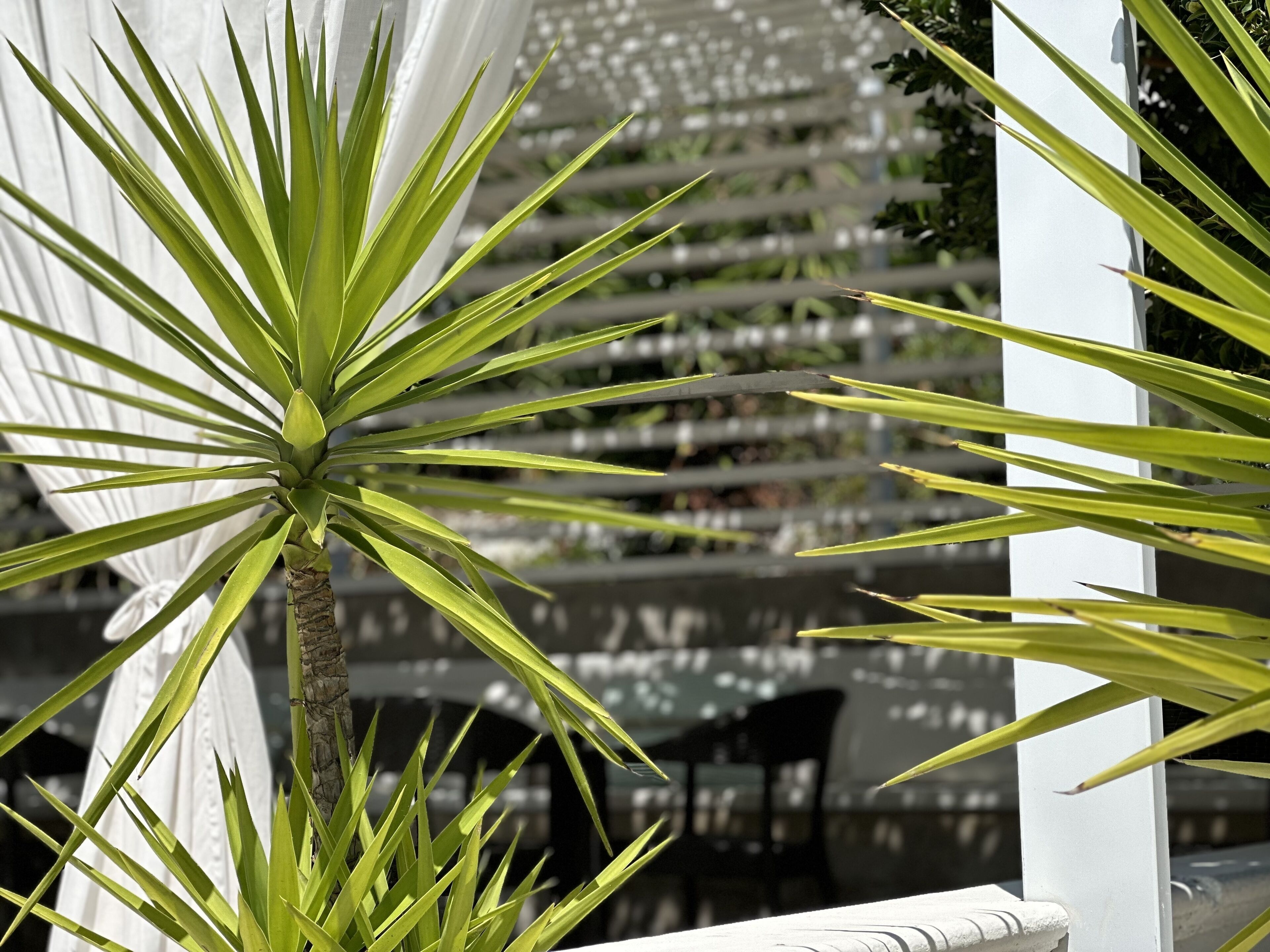 Un espacio al aire libre con mobiliario blanco y una planta de palma al frente.