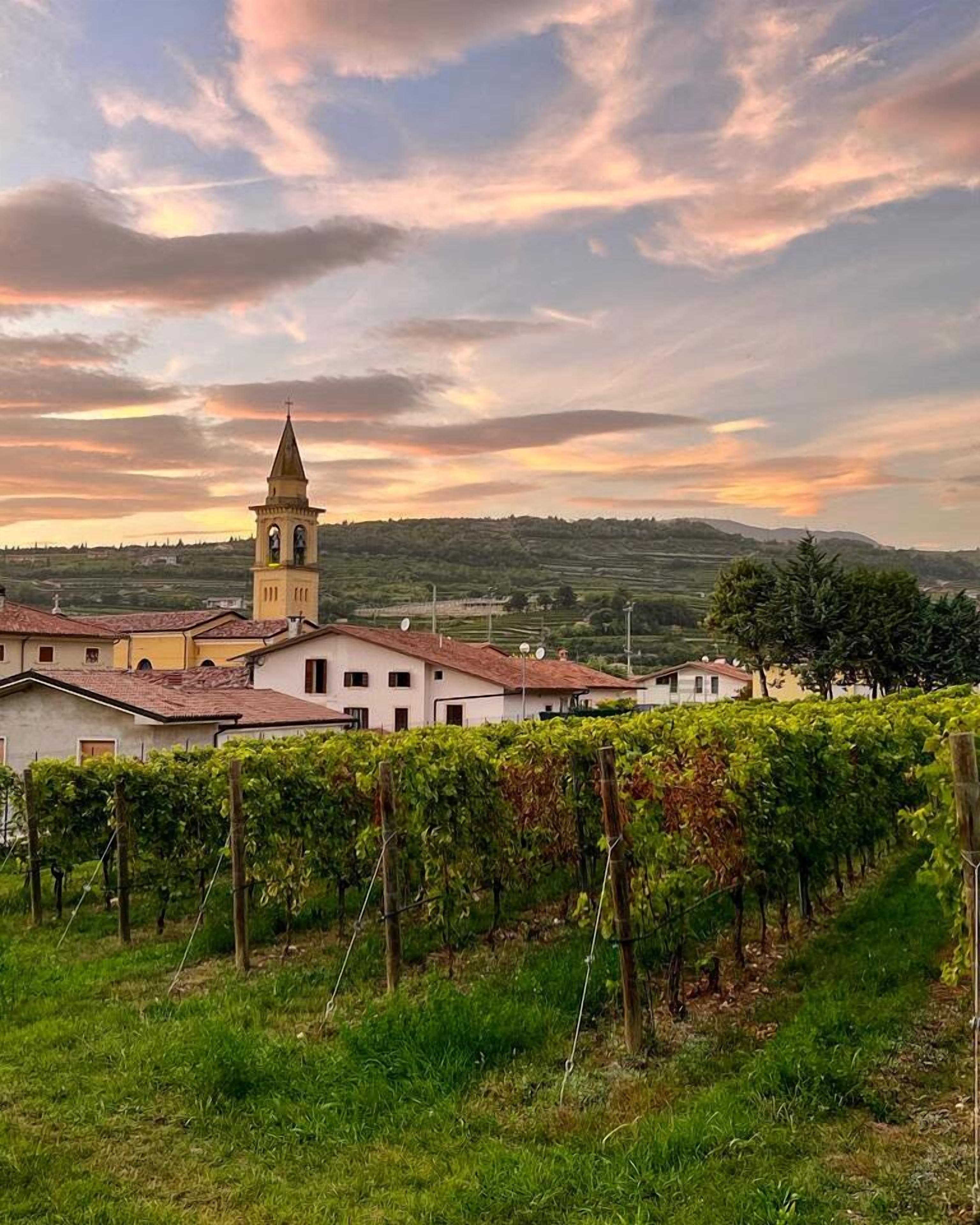 Un vignoble avec des rangées de vignes, une église dotée d’un clocher et des bâtiments aux toits recouverts de tuiles rouges.