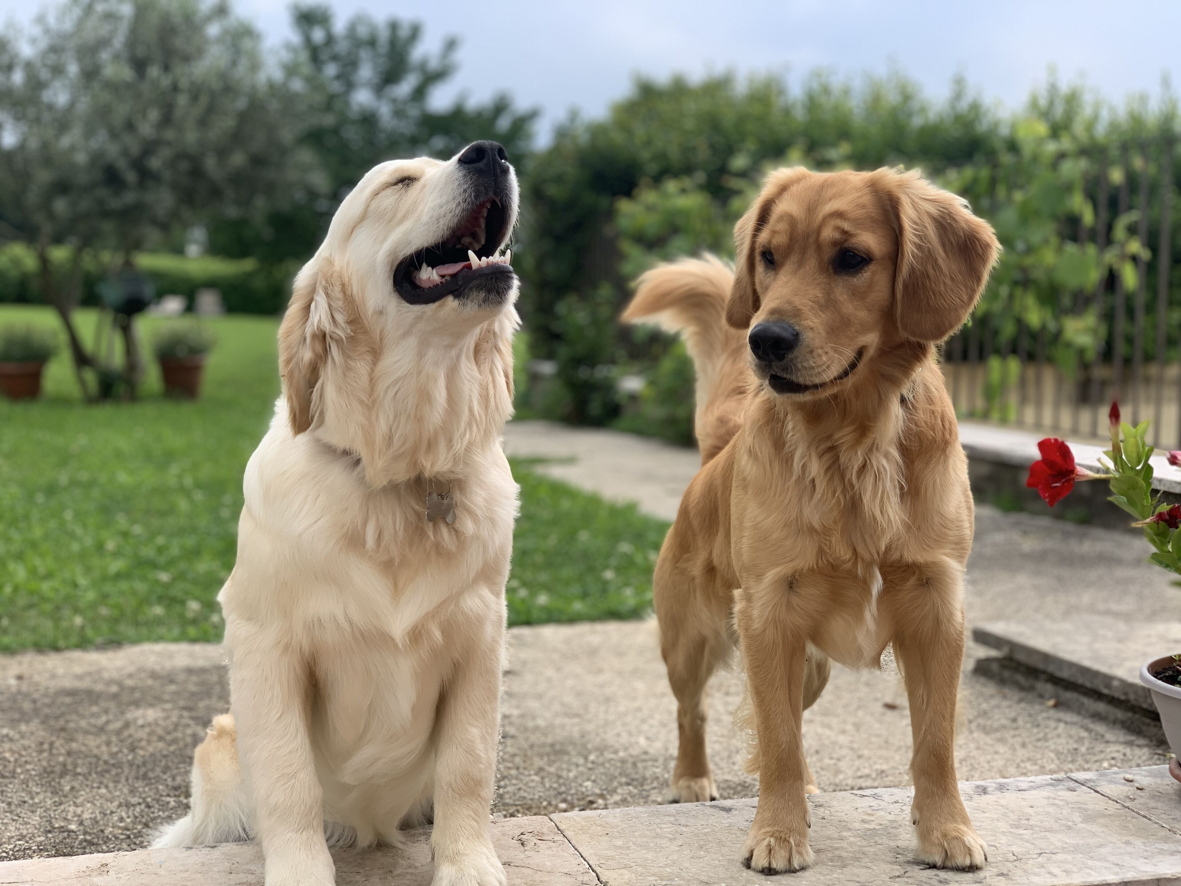 Two dogs sitting and standing on a concrete path in a garden with greenery and potted plants in the background.