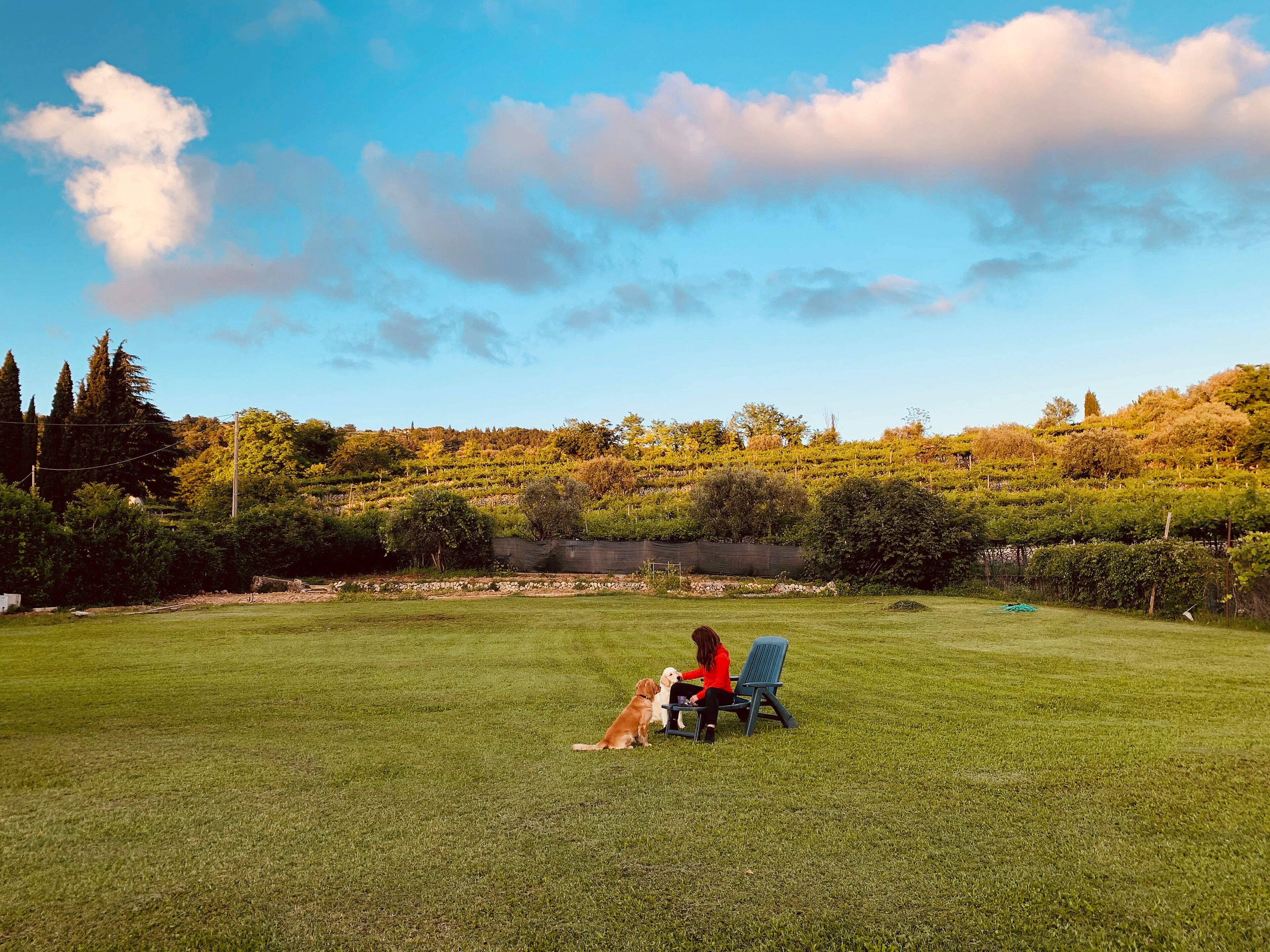 A person sitting on a bench in a grassy field with a dog, with a vineyard and trees in the background.