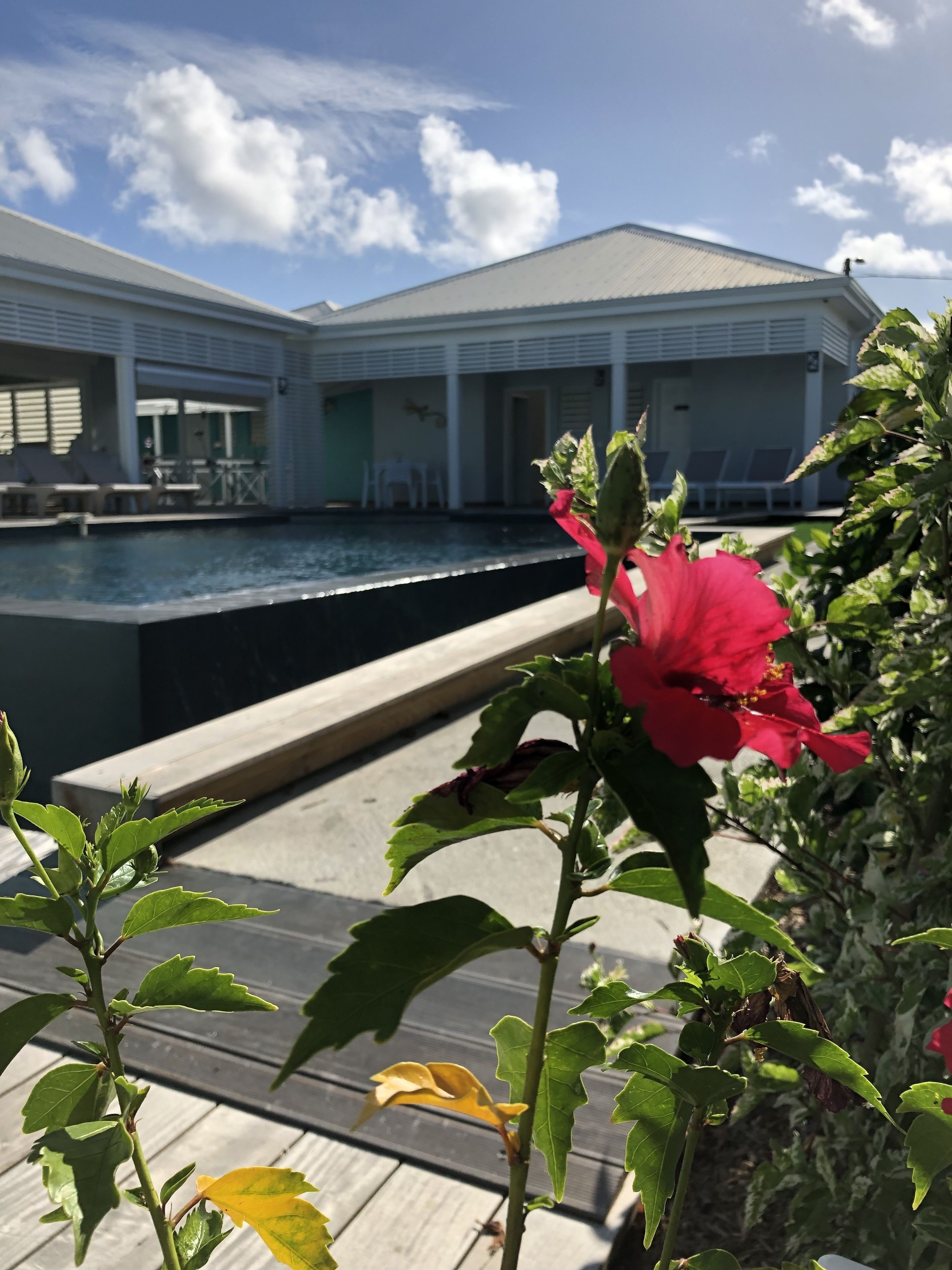 Zona de piscina con vista a un edificio, una flor de hibisco y una cubierta de madera.