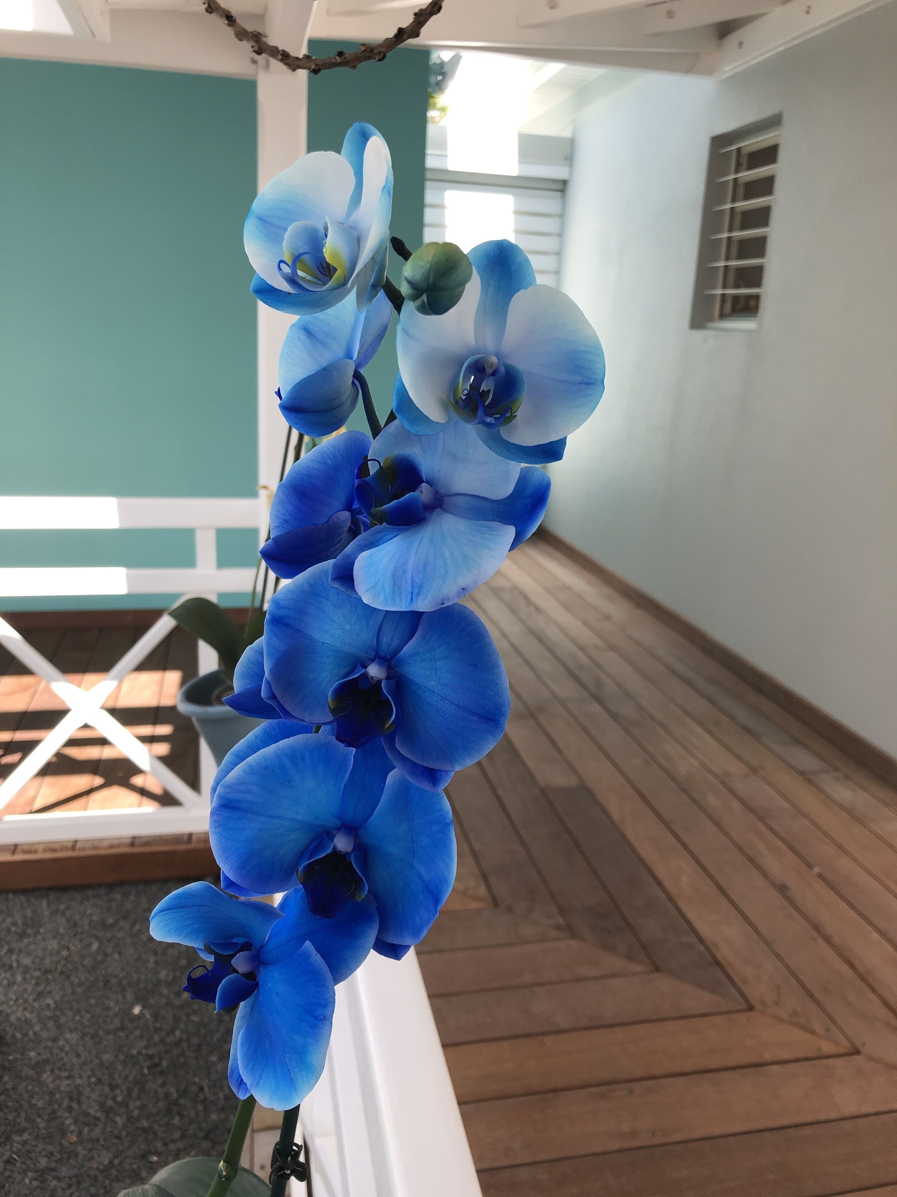 En blå orkidéplanta i en vit kruka, placerad på ett trädäck.