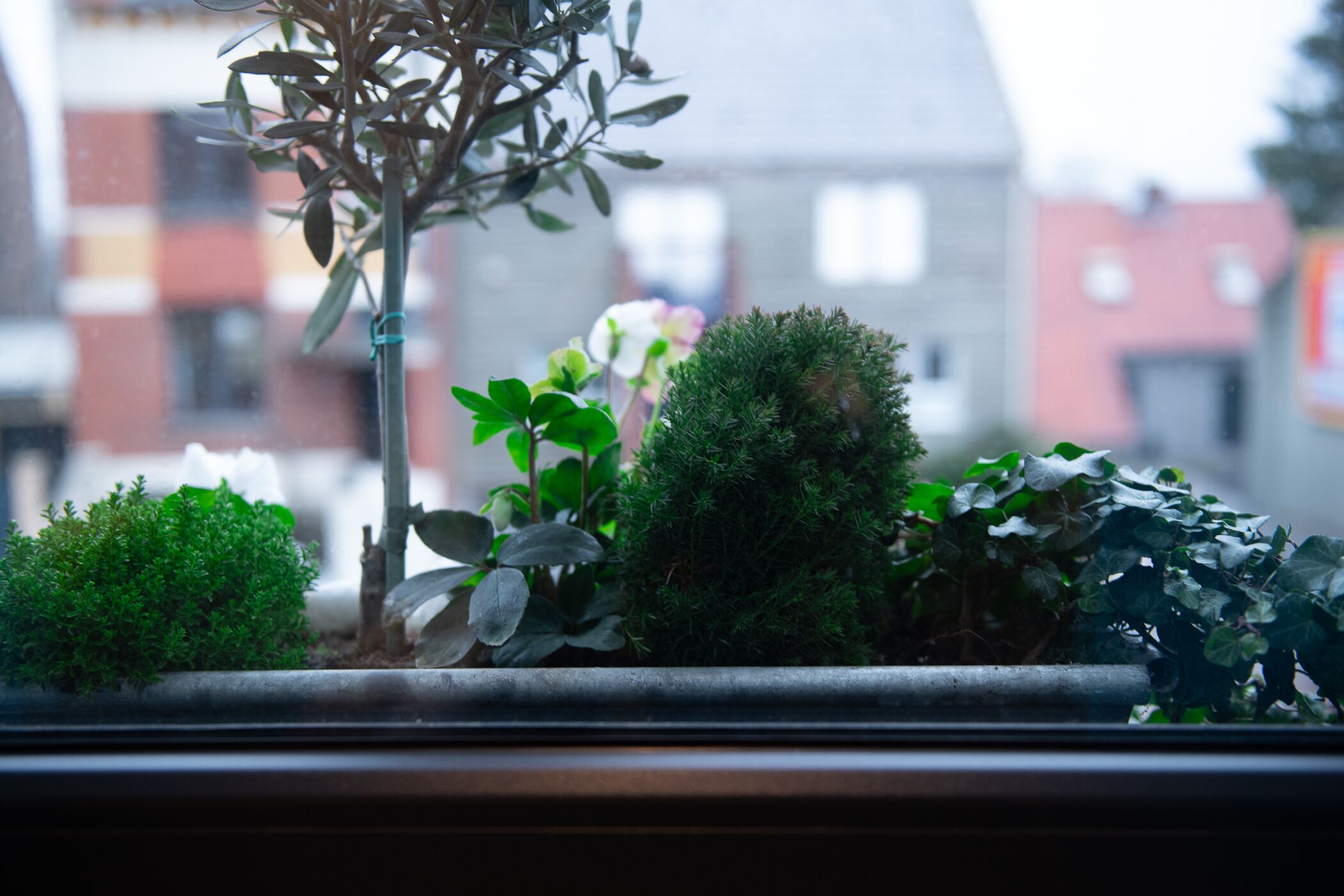 Vista desde la ventana de una pequeña colección de plantas de interior, ordenadas con cuidado.