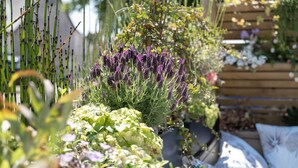 Un jardín con diversas plantas y flores, entre ellas lavanda y una planta de hojas grandes.