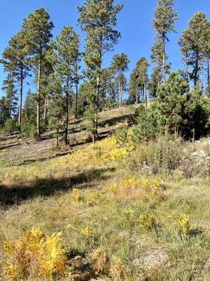 Property grounds - Spacious cabin off Hwy 85 with beautiful views and plenty of trailer parking. (Lead)