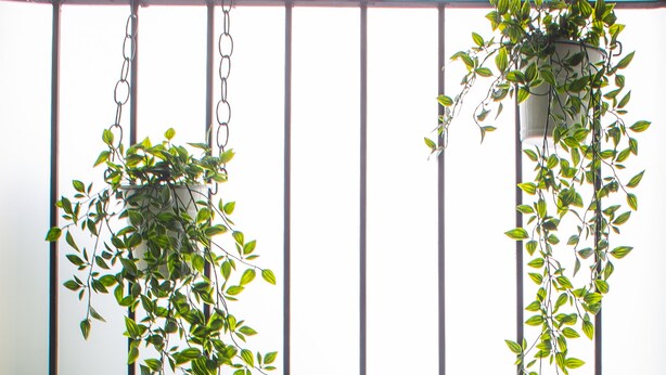 Two hanging planters with green plants against a white wall. - The Calliope, Historic Corner Apartment in the Heart of Downtown. (Savannah)