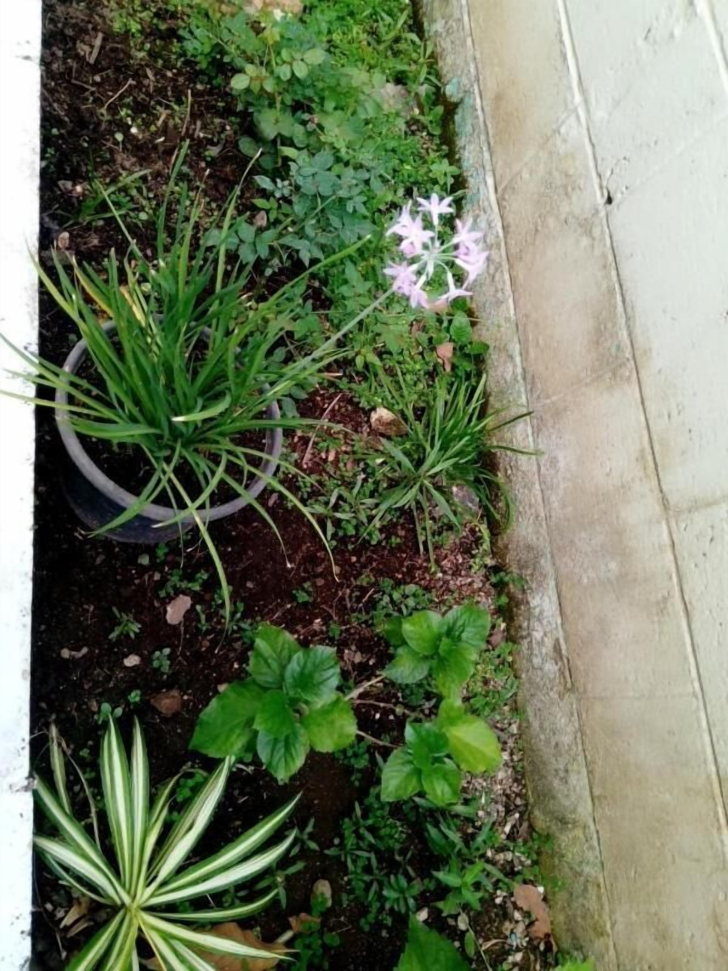 Foto - Hotel Happy House