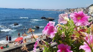 Une vue sur la côte, avec une plage, des personnes et des fleurs.
